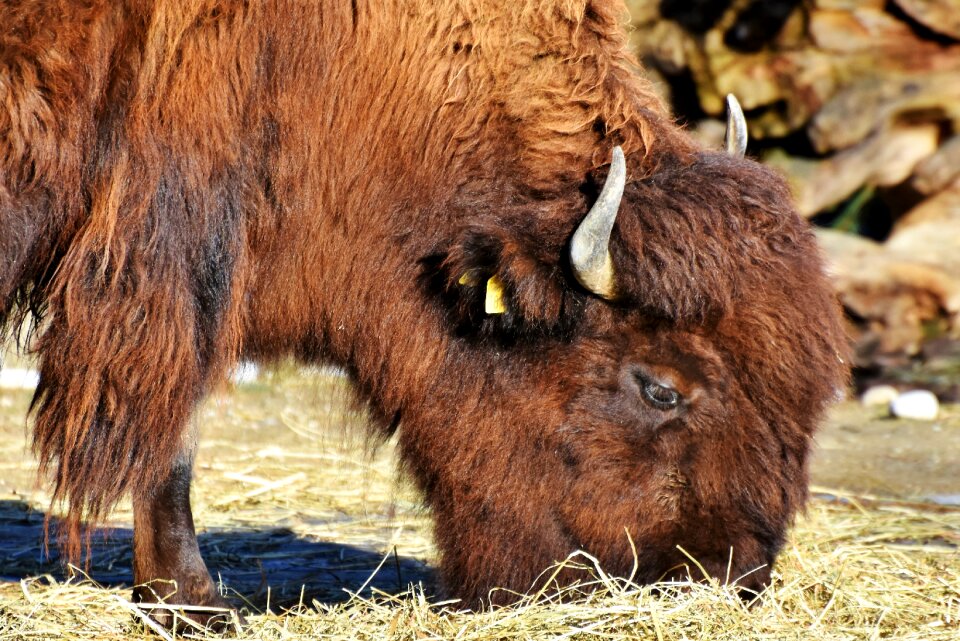 Buffalo american bison wild