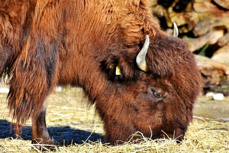 Buffalo american bison wild photo