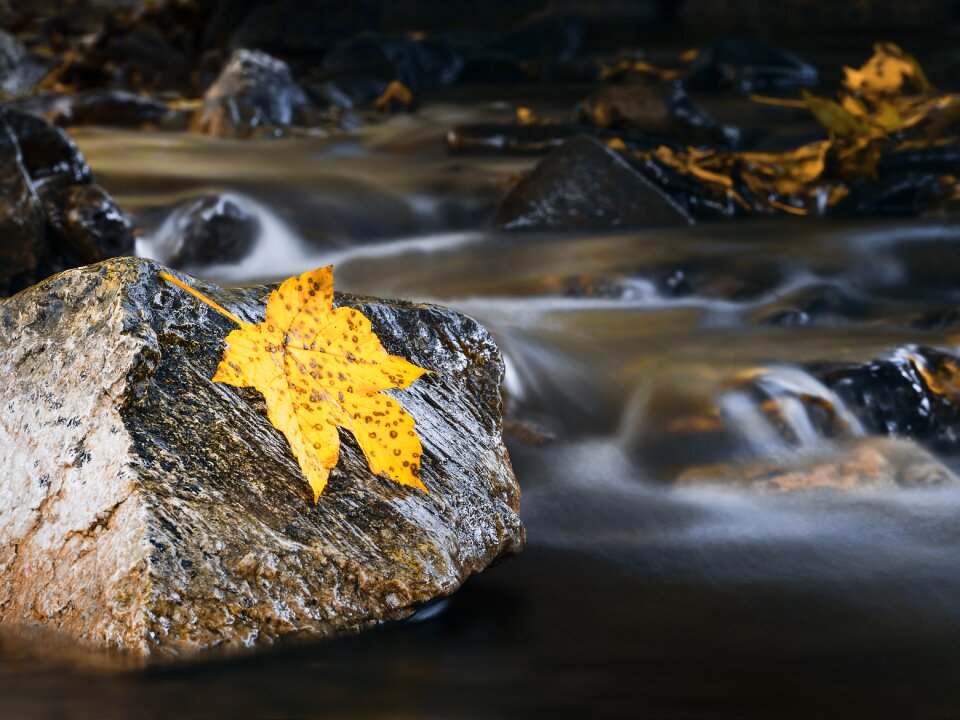 Autumn forest golden autumn autumn mood