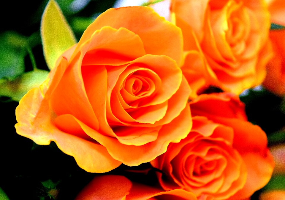 Bloom nature rose blooms