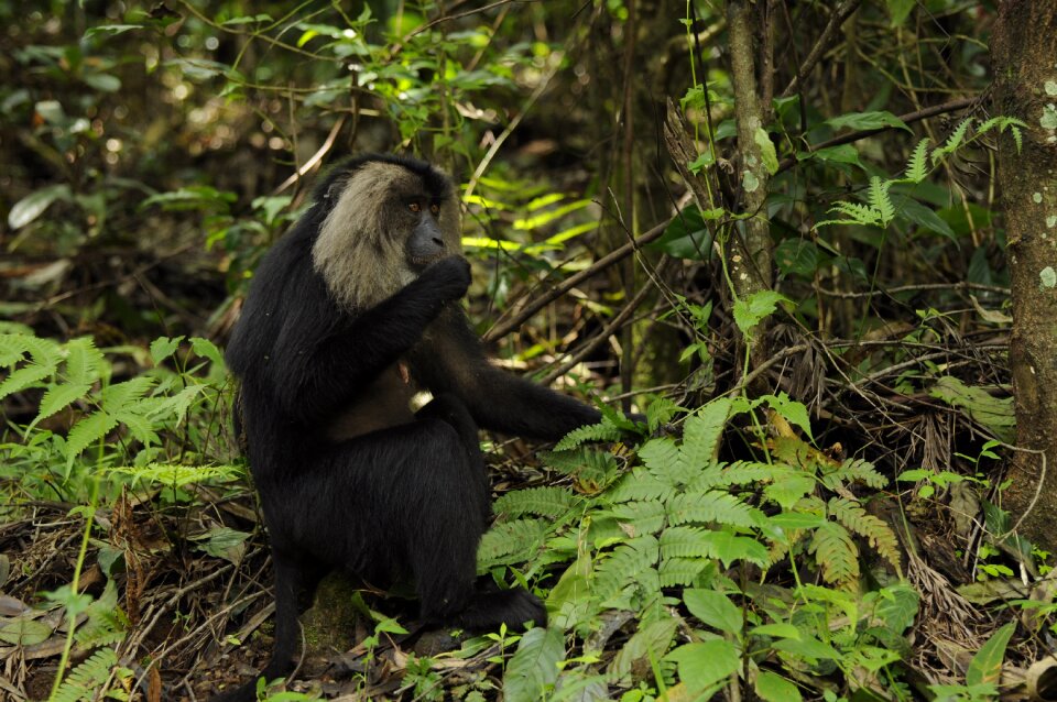 Valparai tamilnadu rare animals