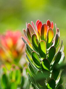 Pink plant green