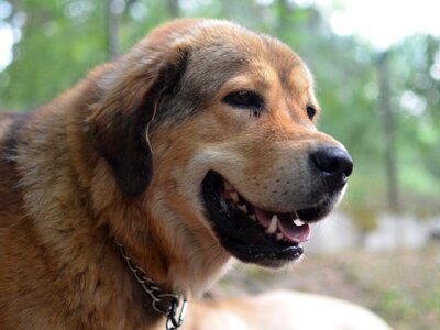 Animal pet canine