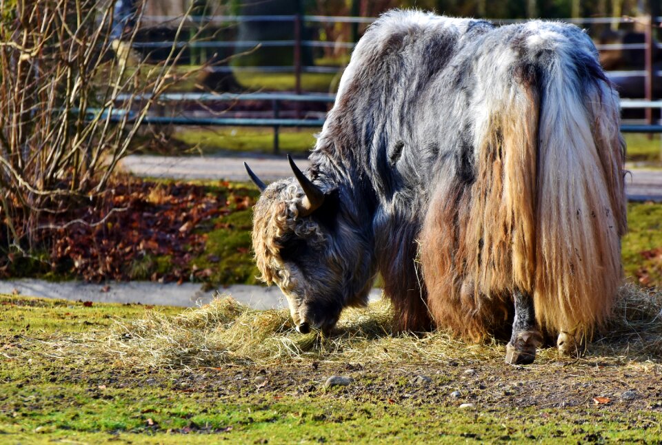 Livestock furry shaggy