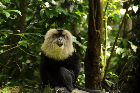 Valparai tamilnadu rare animals