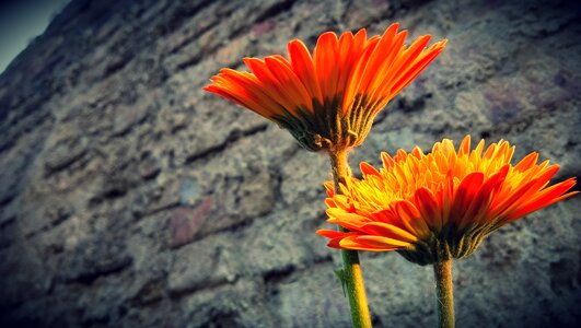 Two flowers nature afternoon photo