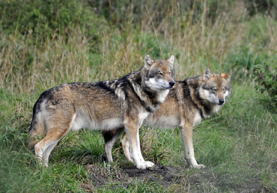 Wildlife park poing wolves