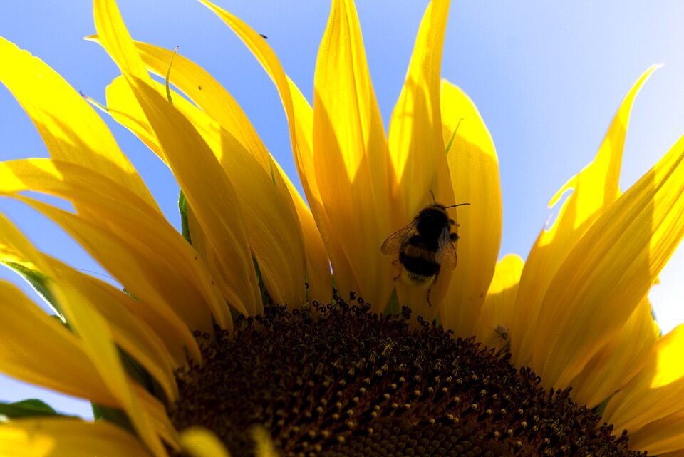 Pollination bee pollen close up photo