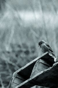 Nature bird garden