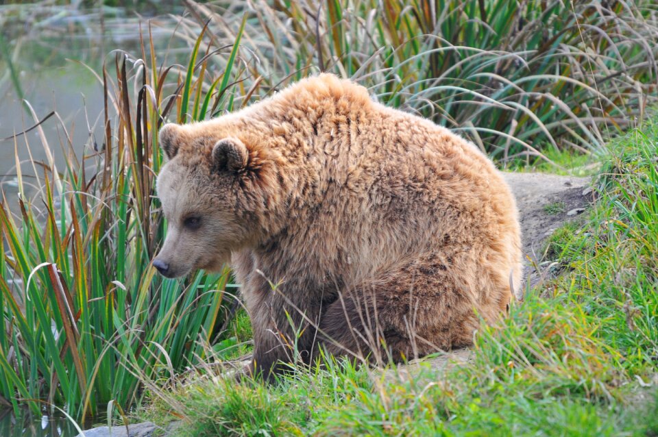 Wildlife park poing bear