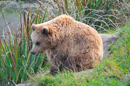 Wildlife park poing bear
