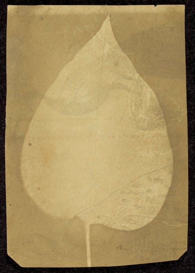 Unknown maker, British, active India about 1843 - (A Single Leaf) - Google Art Project