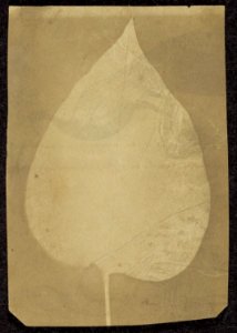 Unknown maker, British, active India about 1843 - (A Single Leaf) - Google Art Project