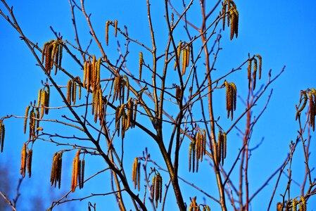 Tree branch spring
