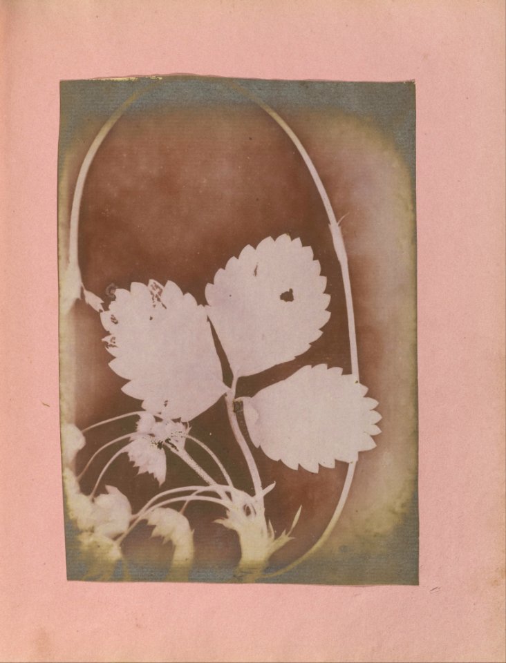 Unknown maker, British, active India about 1843 - (Plant Branch with Leaves and Flowers) - Google Art Project