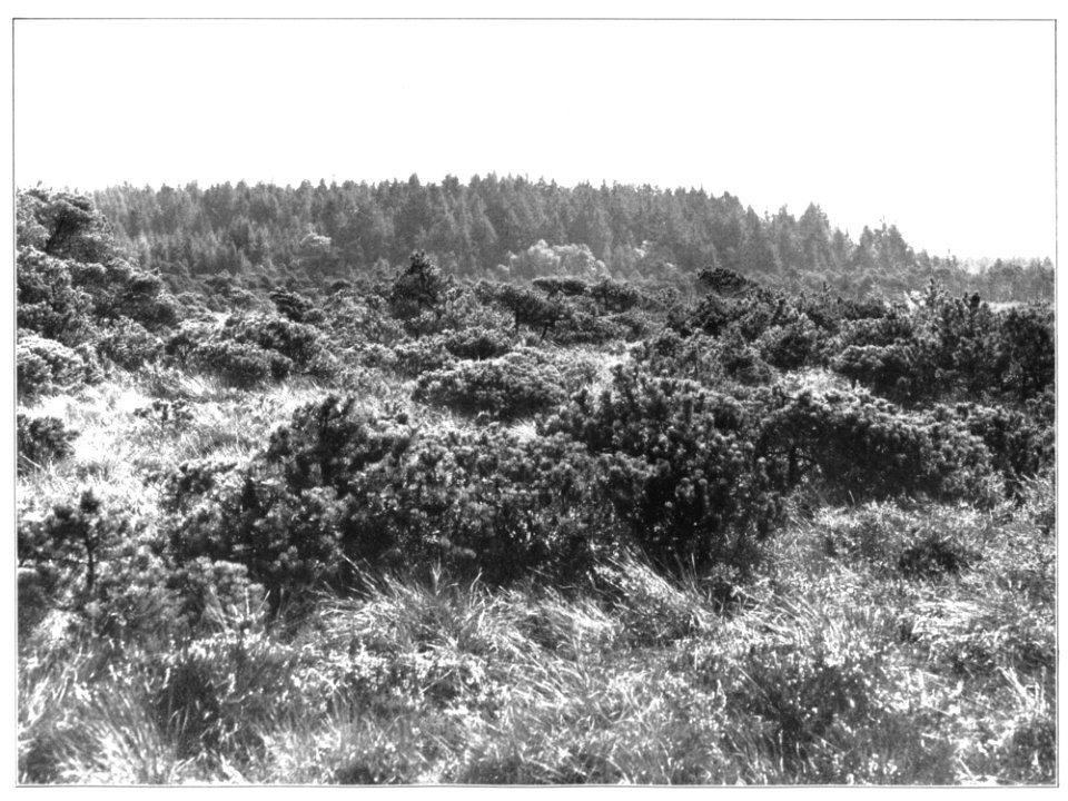 Unser Land 1925 B54, Oberschwäbische Hochmoorlandschaft, von der Trappen