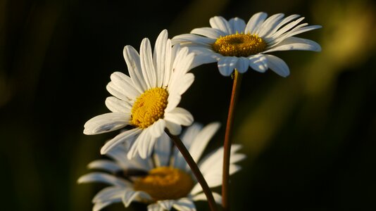 Flower plant summer