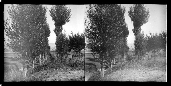 Uns arbres vora la font de la Sauleda