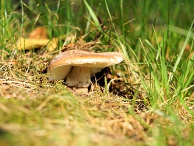 Mushroom picking close up forest mushrooms photo