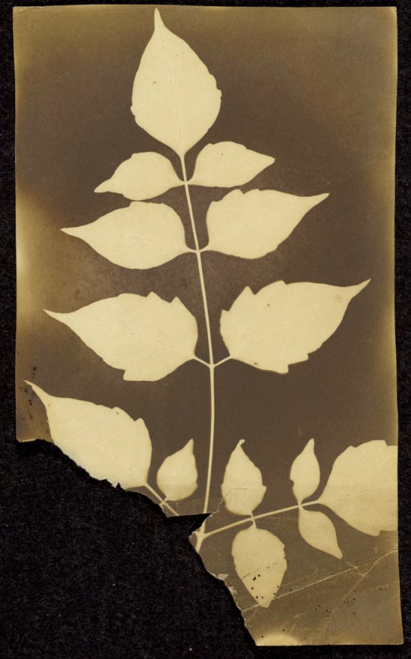 Unknown maker, British, active India about 1843 - (Branch with Leaves) - Google Art Project