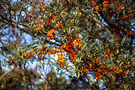 Berry nature autumn fruits