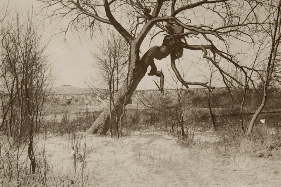 Untitled (gnarled tree)