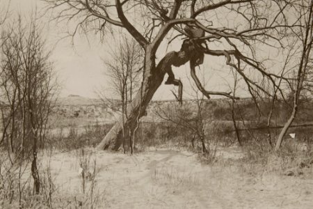 Untitled (gnarled tree)