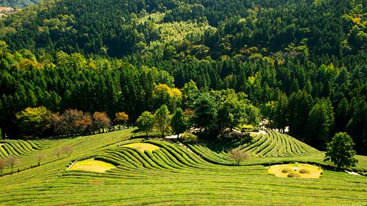 Tea garden nature outdoor