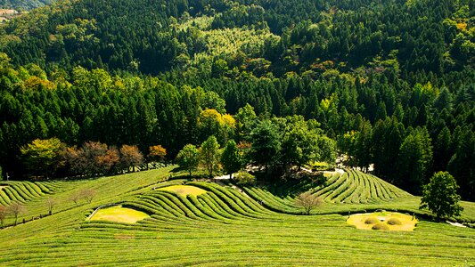 Tea garden nature outdoor photo