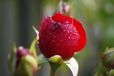Red rose rose garden nature