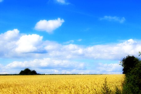 Field agriculture sky