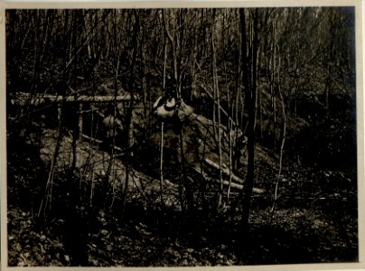 Unterstand im Taslanwald (Rumänien) (BildID 15545189)