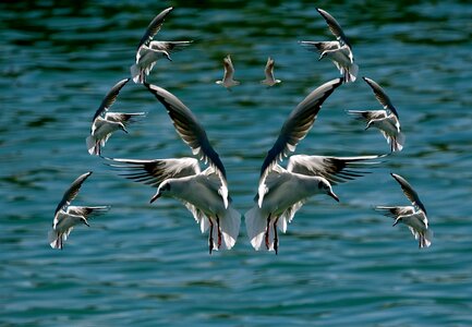 Bird prom gulls beach island of oleron Free photos photo