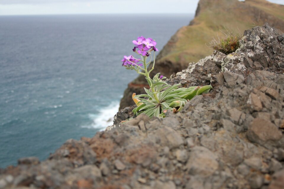 Plant hiking trail nature