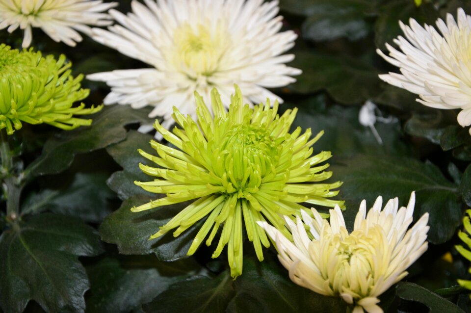 Nature garden white flowers