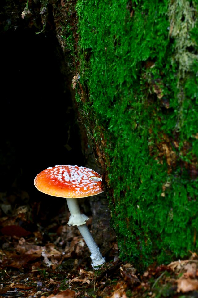 Fly agaric autumn toxic