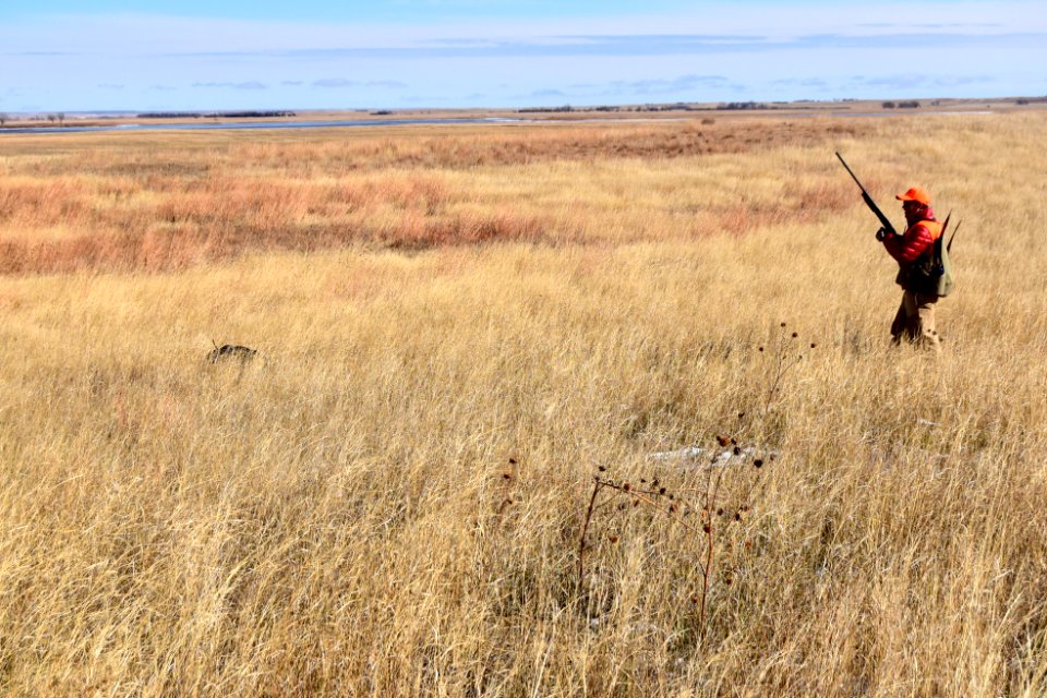 Upland game bird hunting in LaCreek National Wildlife Refuge, South Dakota - 50615350606