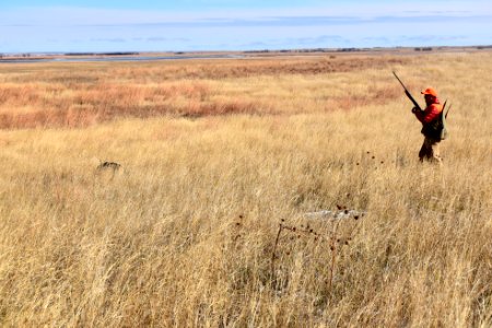 Upland game bird hunting in LaCreek National Wildlife Refuge, South Dakota - 50615350606