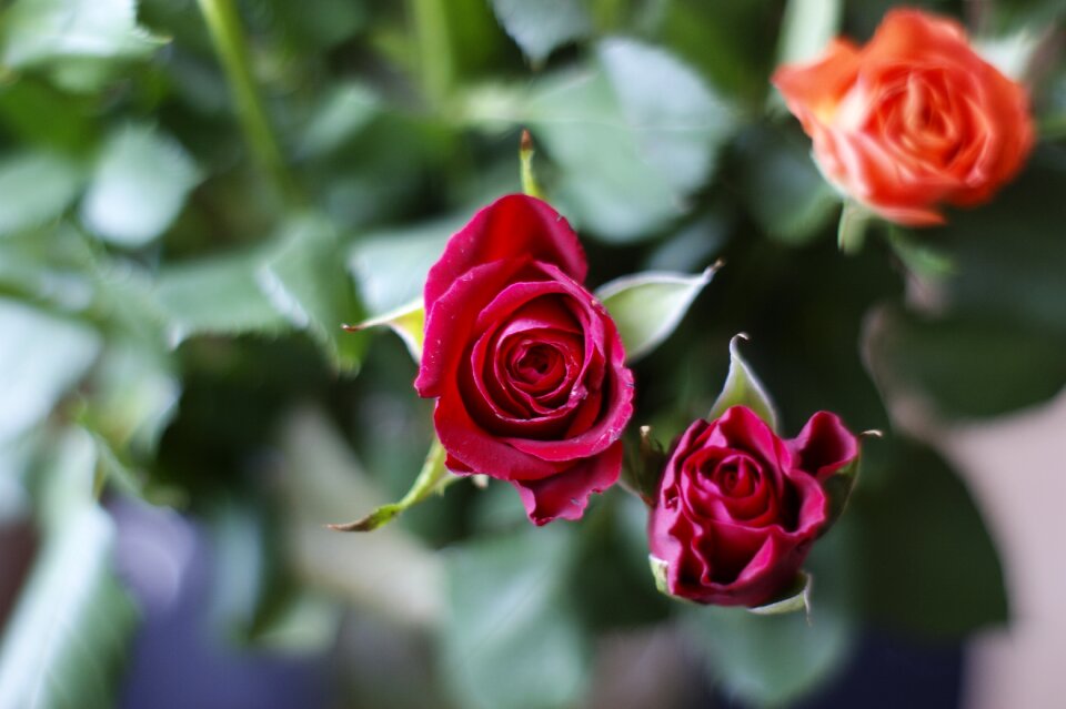 Red rose red flower plant