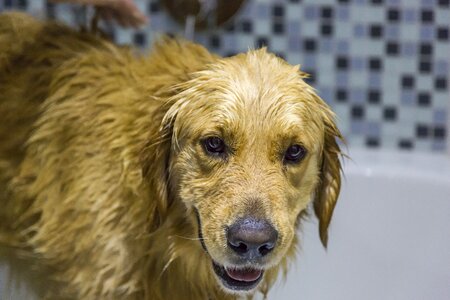 Mammal pet laundry day photo