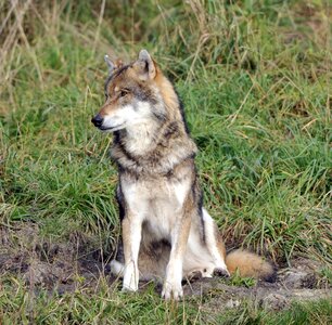 Wildlife park poing wolf