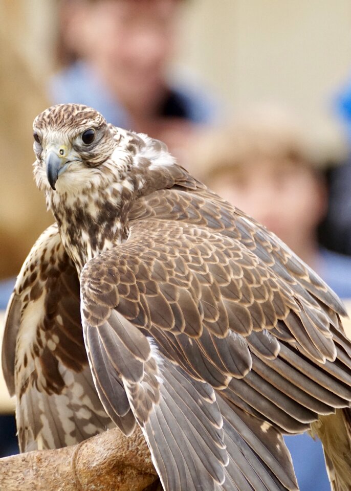 Birds of prey show wild bird raptor