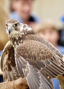 Birds of prey show wild bird raptor photo