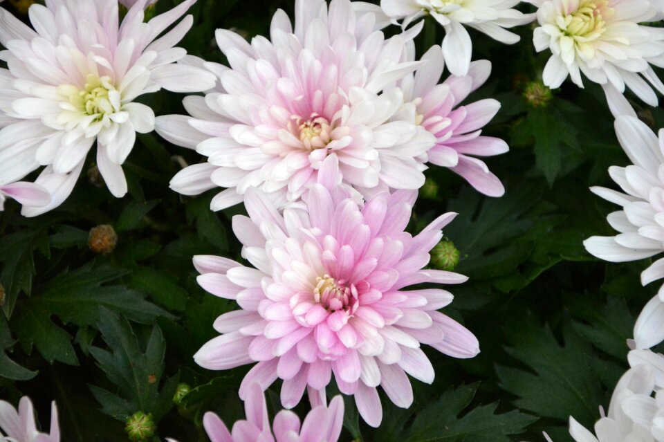 Nature petals garden