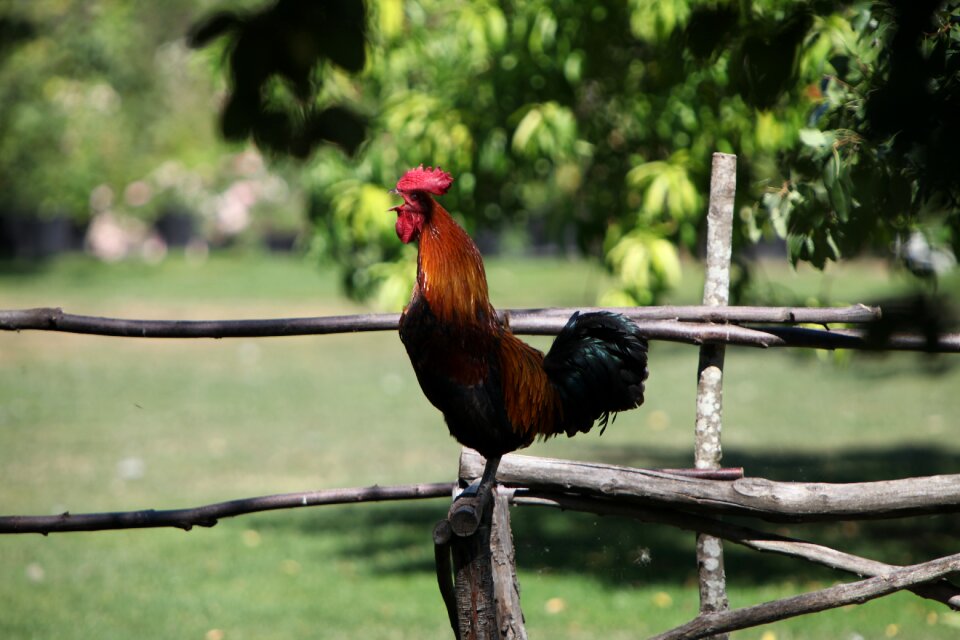 Nature outdoor rooster sounds the alarm