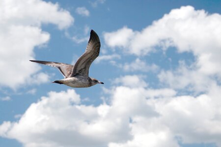 Blue skies freedom wings photo