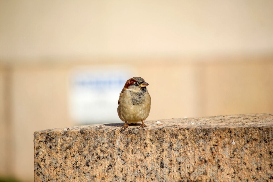 Wildlife animal sparrow