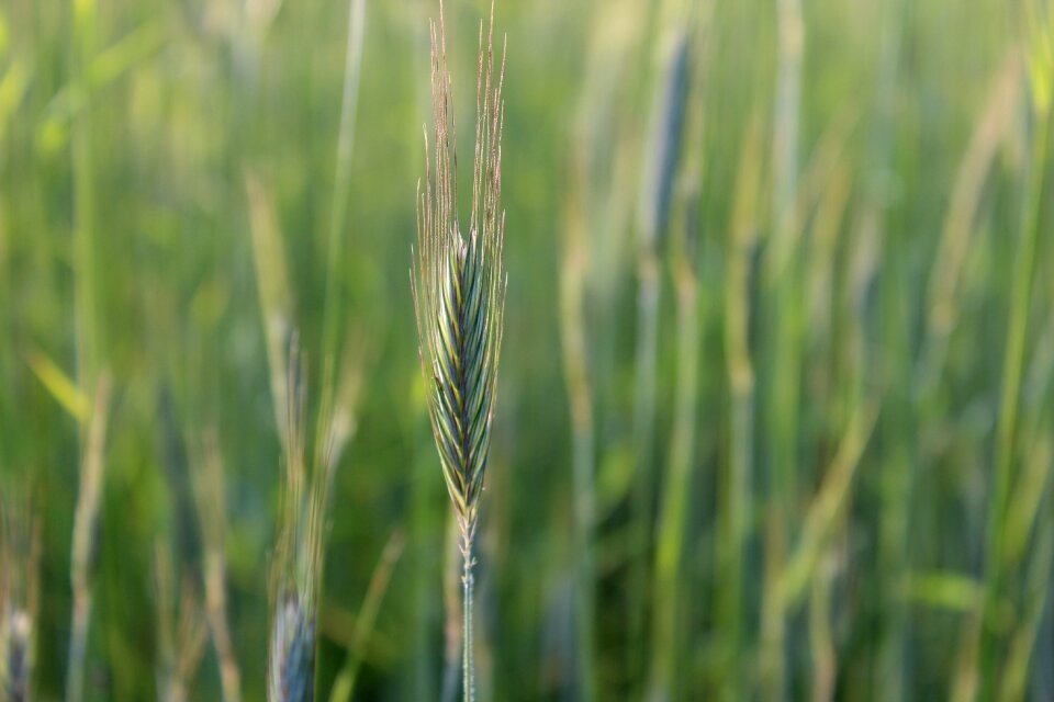 Green spring plant