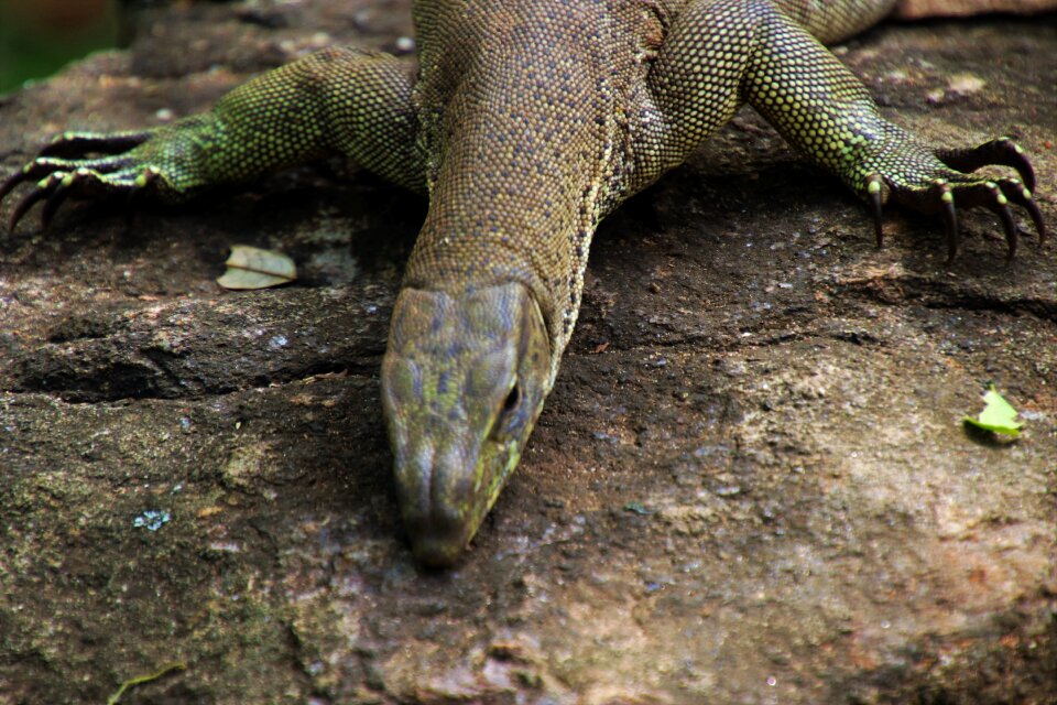 Lizards animals the tropical