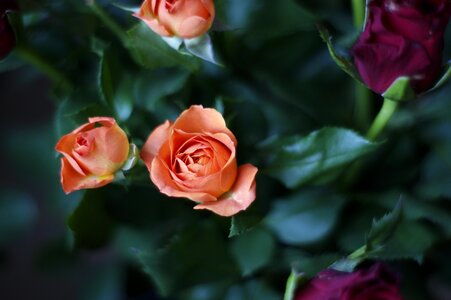 Rose plants the delicacy